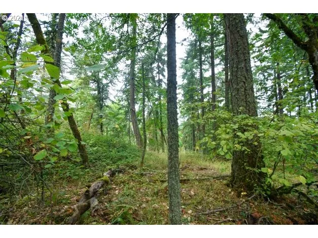 a view of a lush green forest with lots of trees