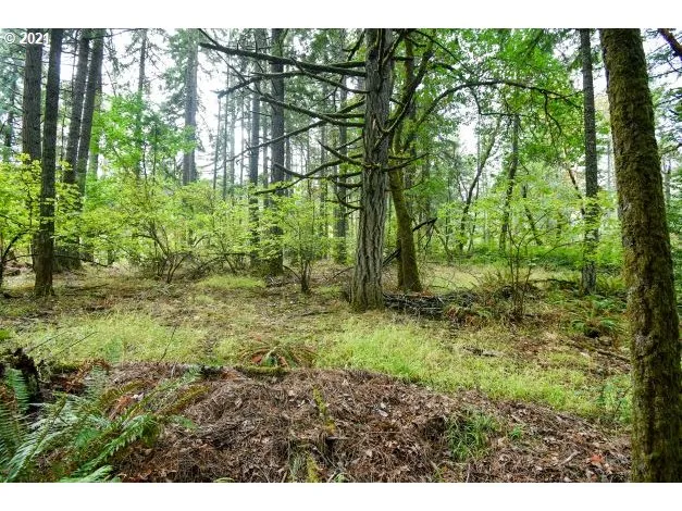 a view of a lush green forest