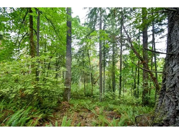 a view of a lush green forest