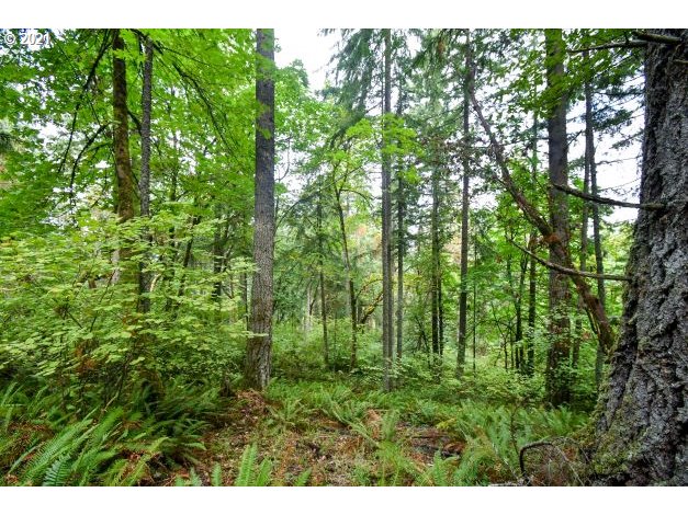 32475 Fox Hollow Road Eugene, OR 97405 - Photo 22 of 30 a view of a lush green forest with lots of trees