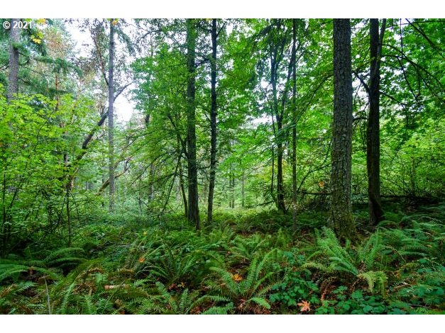 32475 Fox Hollow Road Eugene, OR 97405 - Photo 23 of 30 a view of a lush green forest