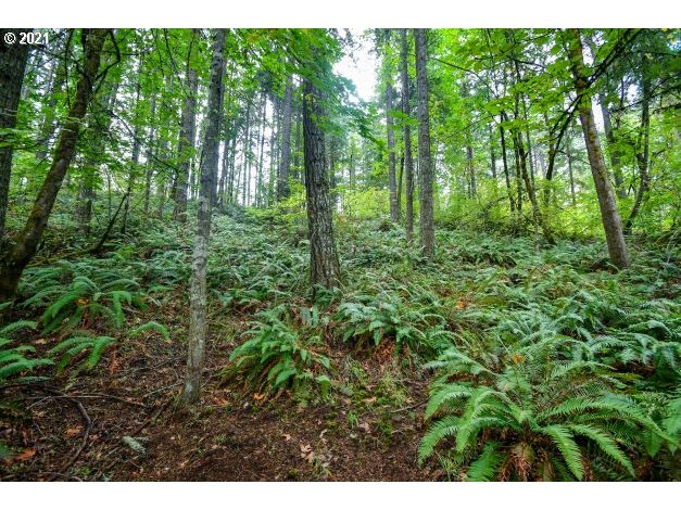 32475 Fox Hollow Road Eugene, OR 97405 - Photo 24 of 30 a view of a lush green forest