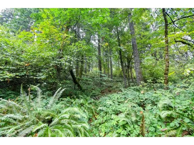 a view of a lush green forest