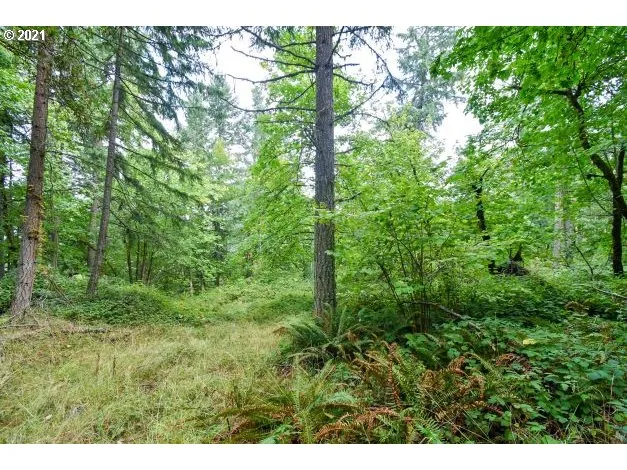 a view of a lush green forest