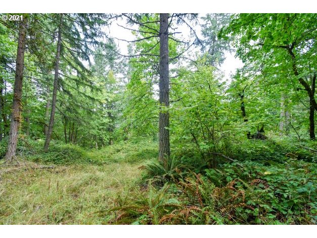 32475 Fox Hollow Road Eugene, OR 97405 - Photo 26 of 30 a view of a lush green forest