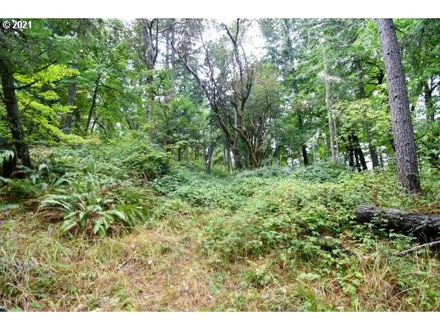 a view of a lush green forest