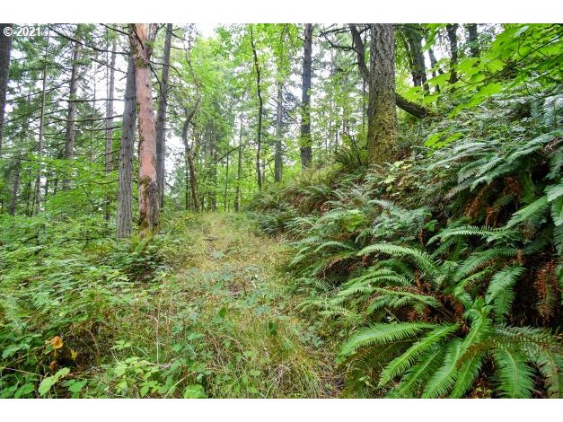 32475 Fox Hollow Road Eugene, OR 97405 - Photo 29 of 30 a view of a lush green forest