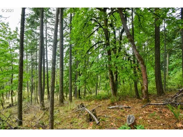 a big yard with lots of trees