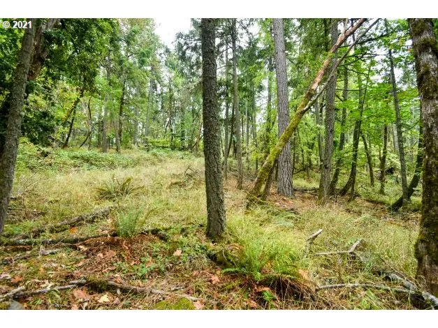 a big yard with lots of green space