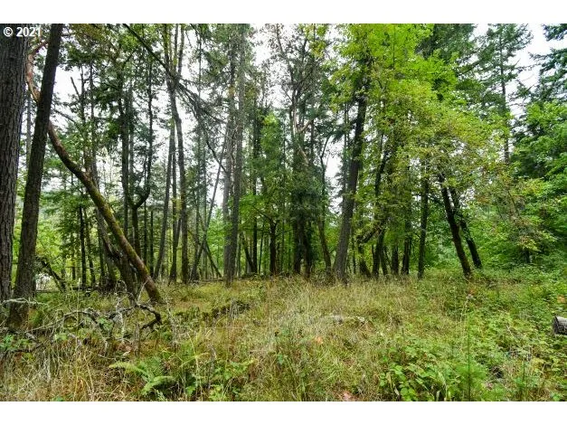 a view of a lush green forest
