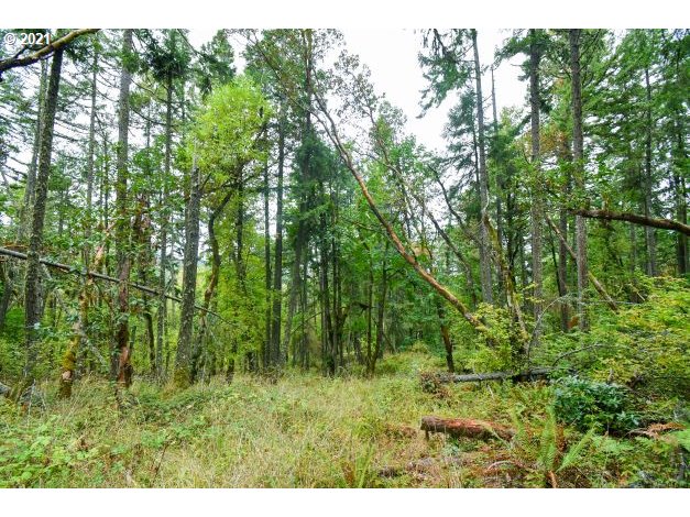 32475 Fox Hollow Road Eugene, OR 97405 - Photo 10 of 30 a view of a lush green forest