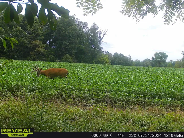 $1,200,000 | 10965 East 700th Avenue, Watson, IL 62473