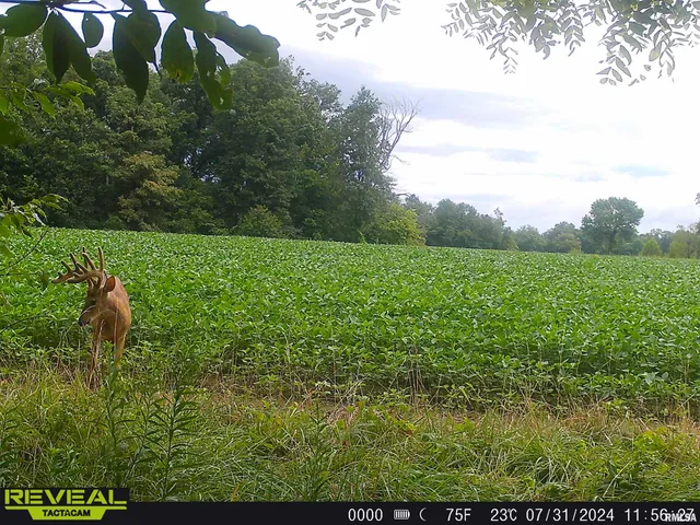 $1,200,000 | 10965 East 700th Avenue, Watson, IL 62473