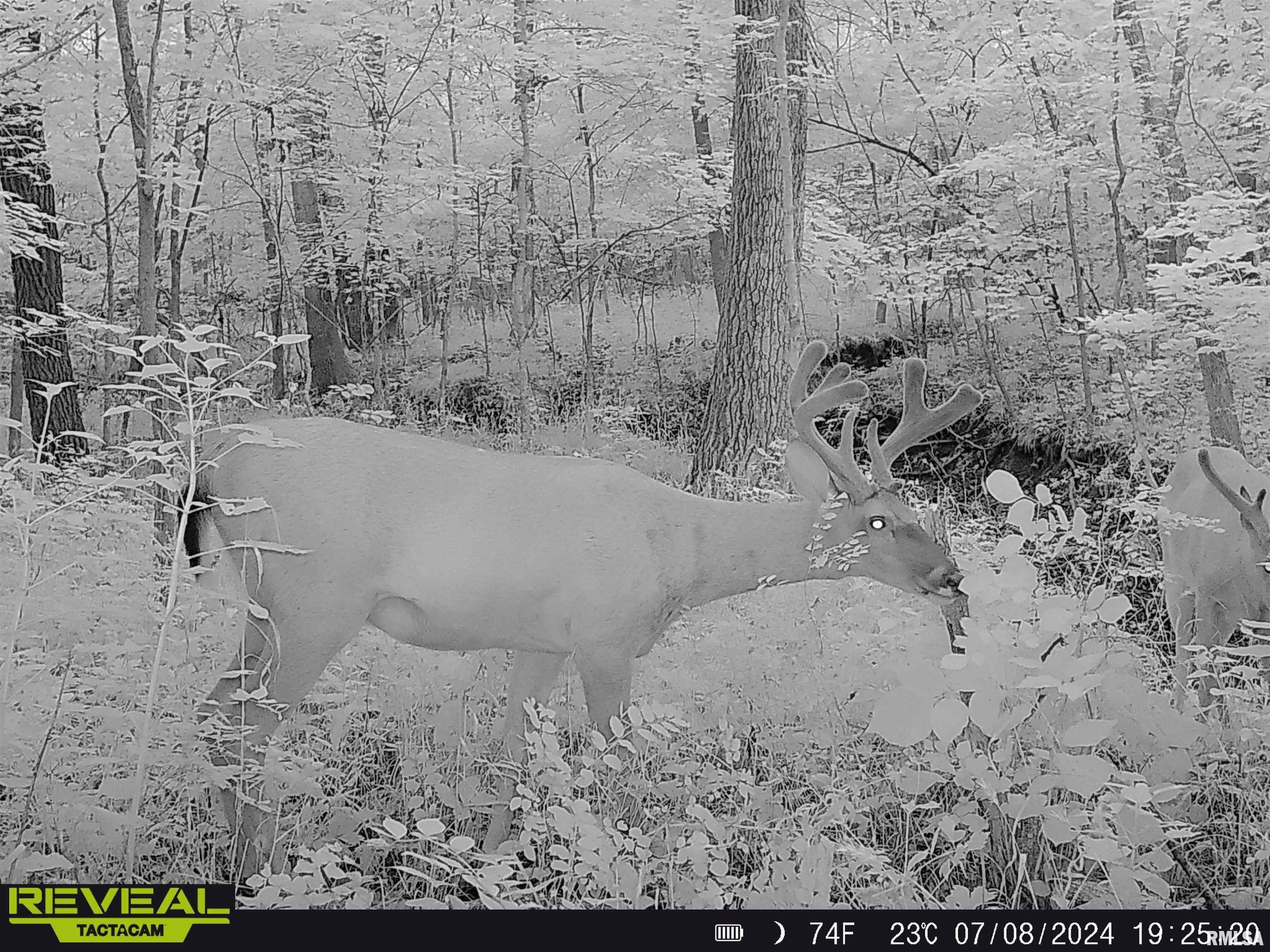 10965 East 700th Avenue Watson, IL 62473 - Photo 71 of 97