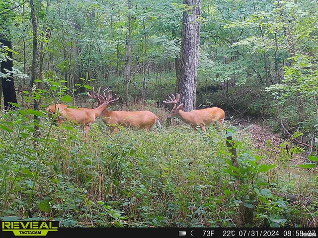 $1,200,000 | 10965 East 700th Avenue, Watson, IL 62473