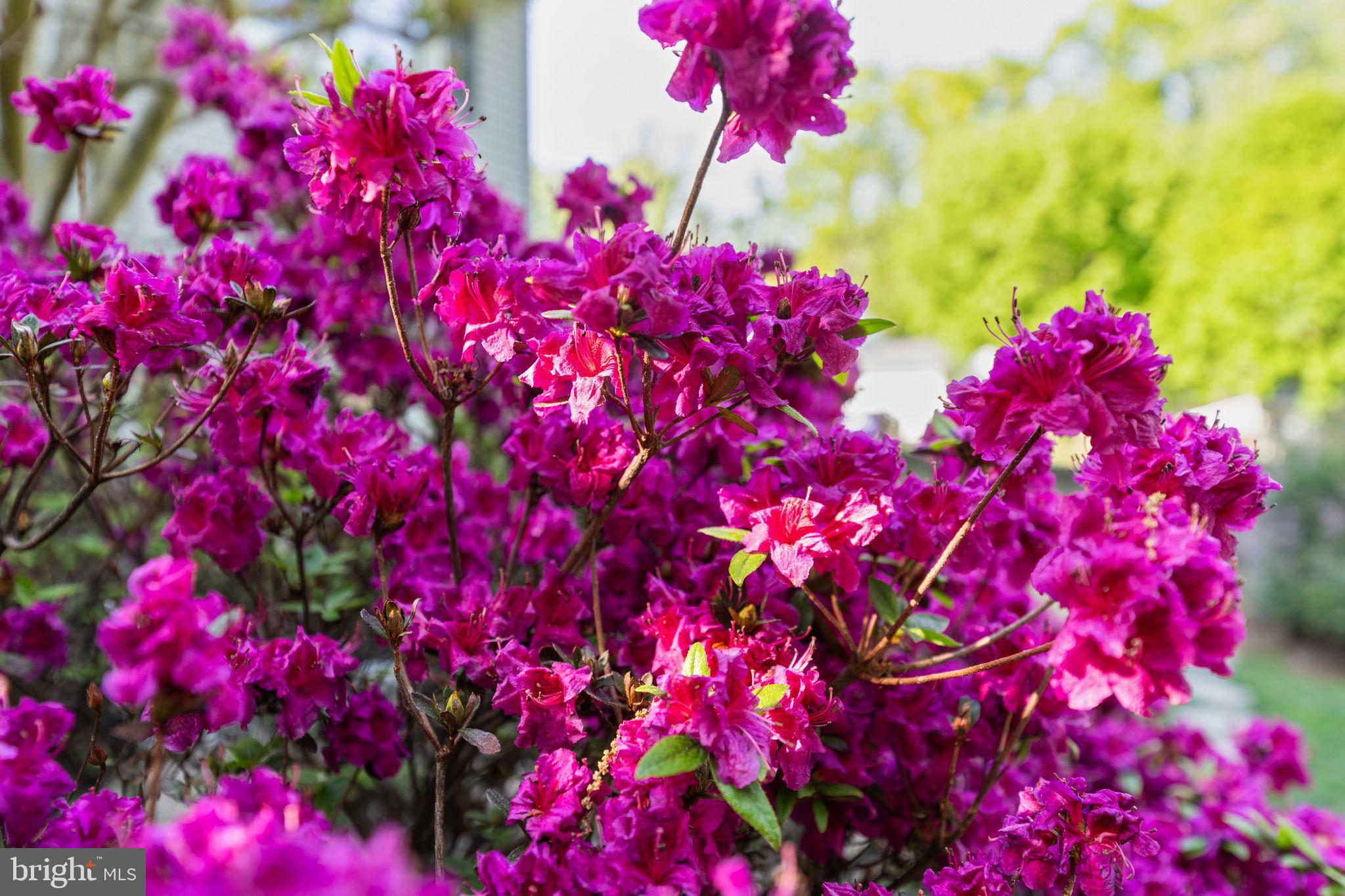 9801 Pulham Road Burke, VA 22015 - Photo 44 of 63 a view of a flower