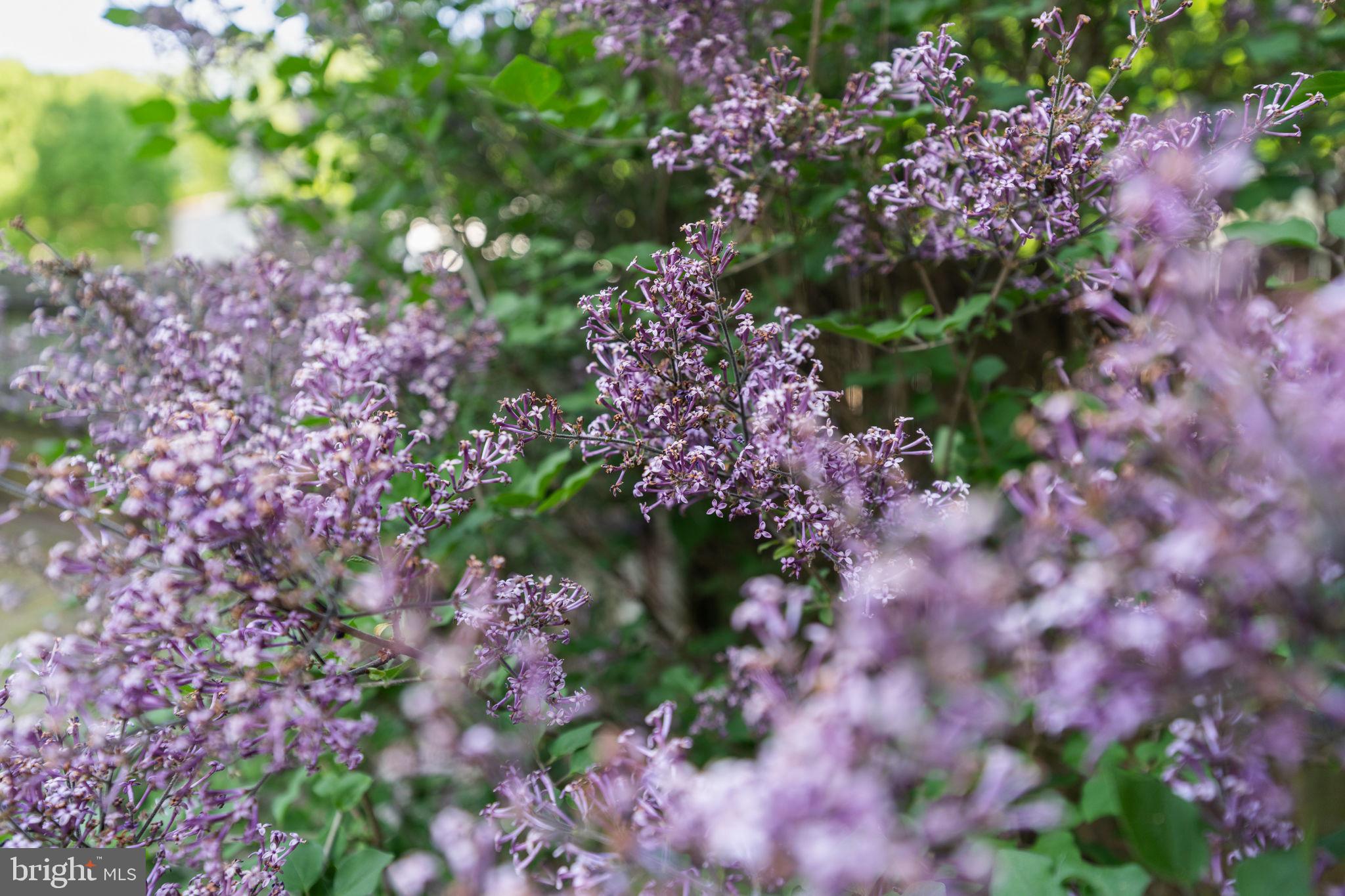 9801 Pulham Road Burke, VA 22015 - Photo 45 of 63 a view of a bunch of flowers