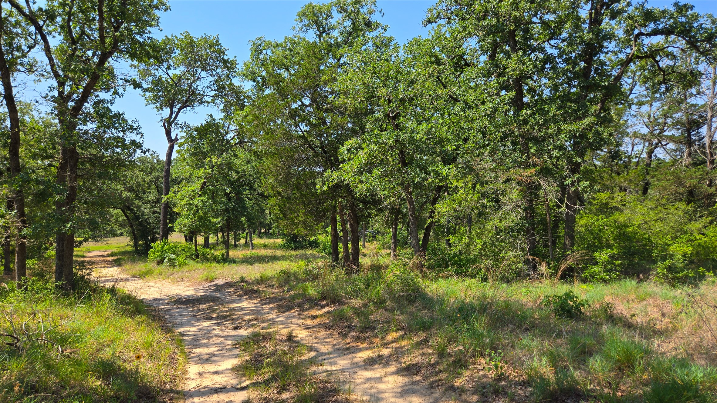 277 Meuth Cemetery Road Red Rock, TX 78662 - Photo 5 of 19 A tranquil path winds through a verdant, tree-lined landscape under a clear sky.
