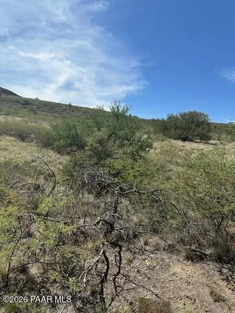 a view of a field with plants and trees