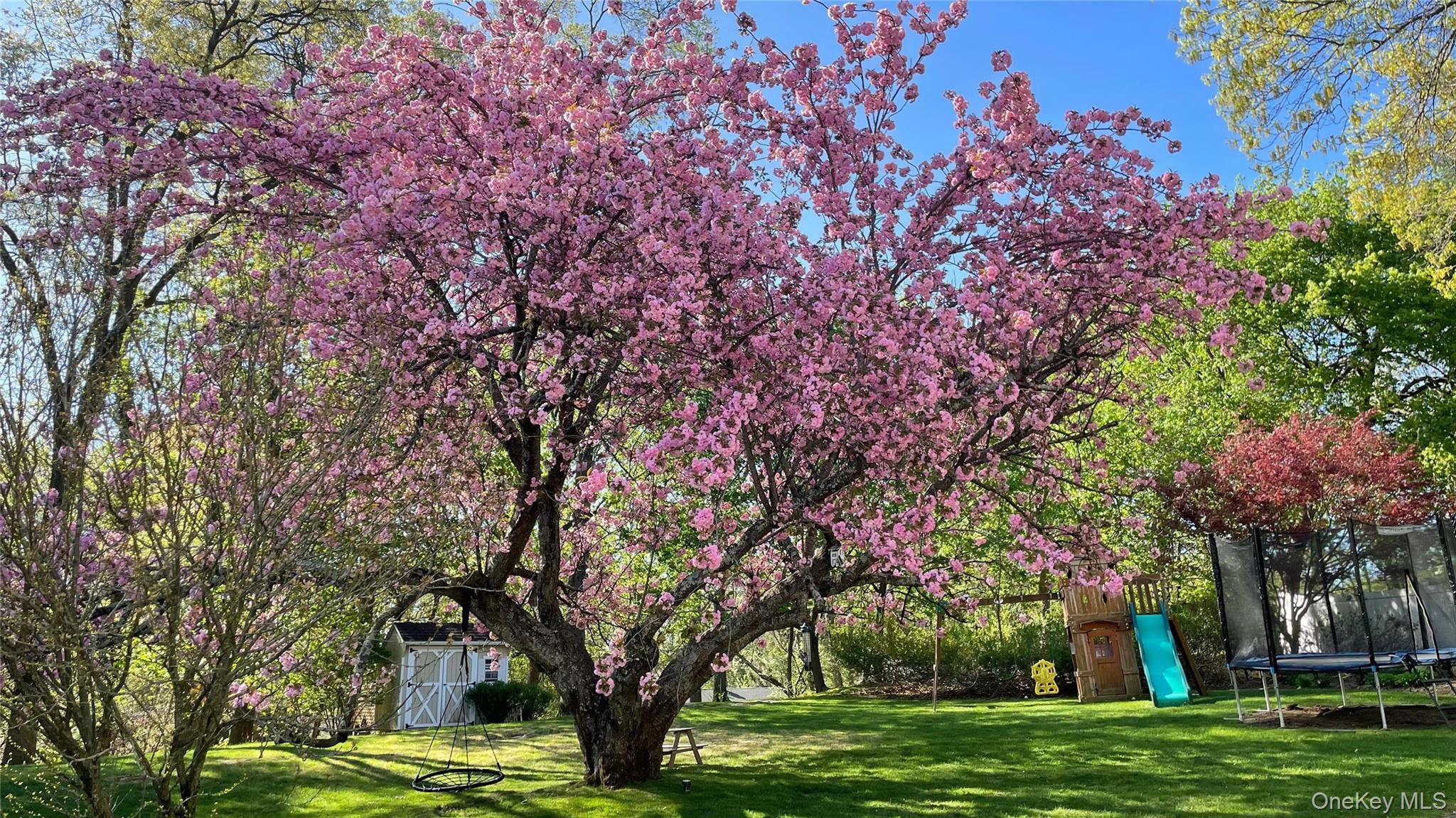 97 Hanson Lane New Rochelle, NY 10804 - Photo 39 of 43 Beautiful Backyard With Specimen Trees