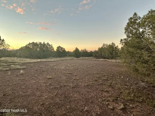 a view of a forest with trees in the background