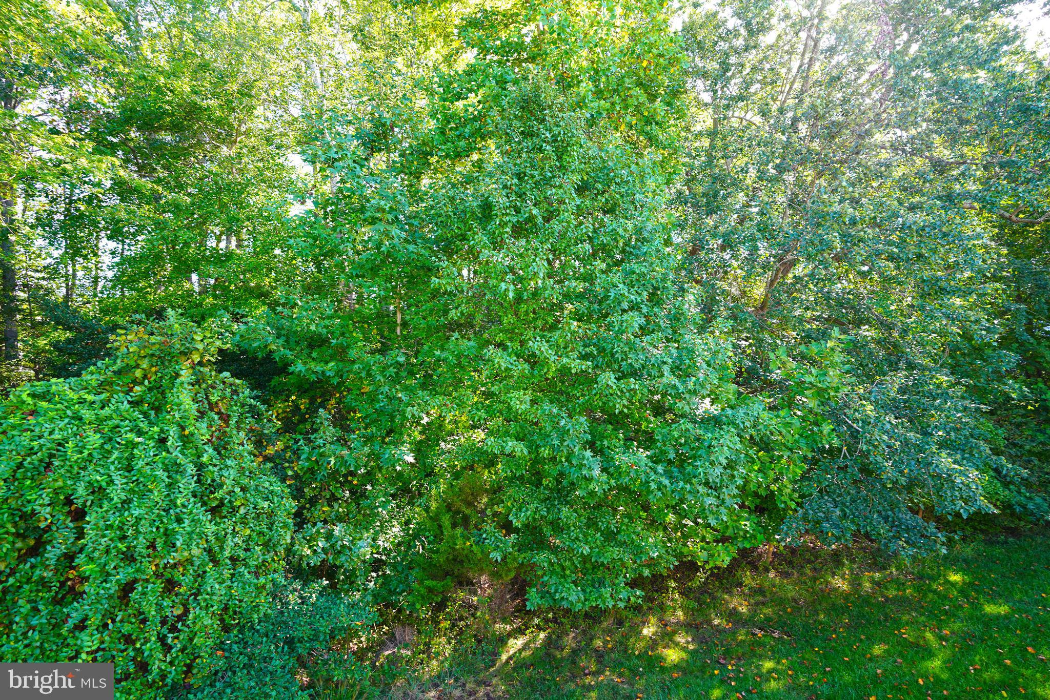 34953 Compass Cove Lewes, DE 19958 - Photo 76 of 90 a view of a lush green forest
