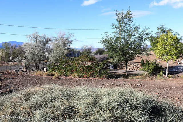 a view of a dry yard with trees
