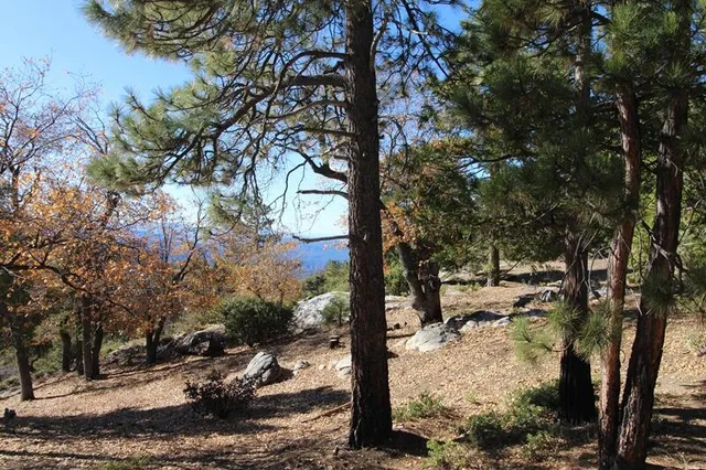 a view of a forest with trees