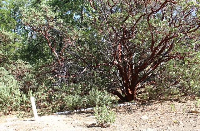 a view of a road with a tree