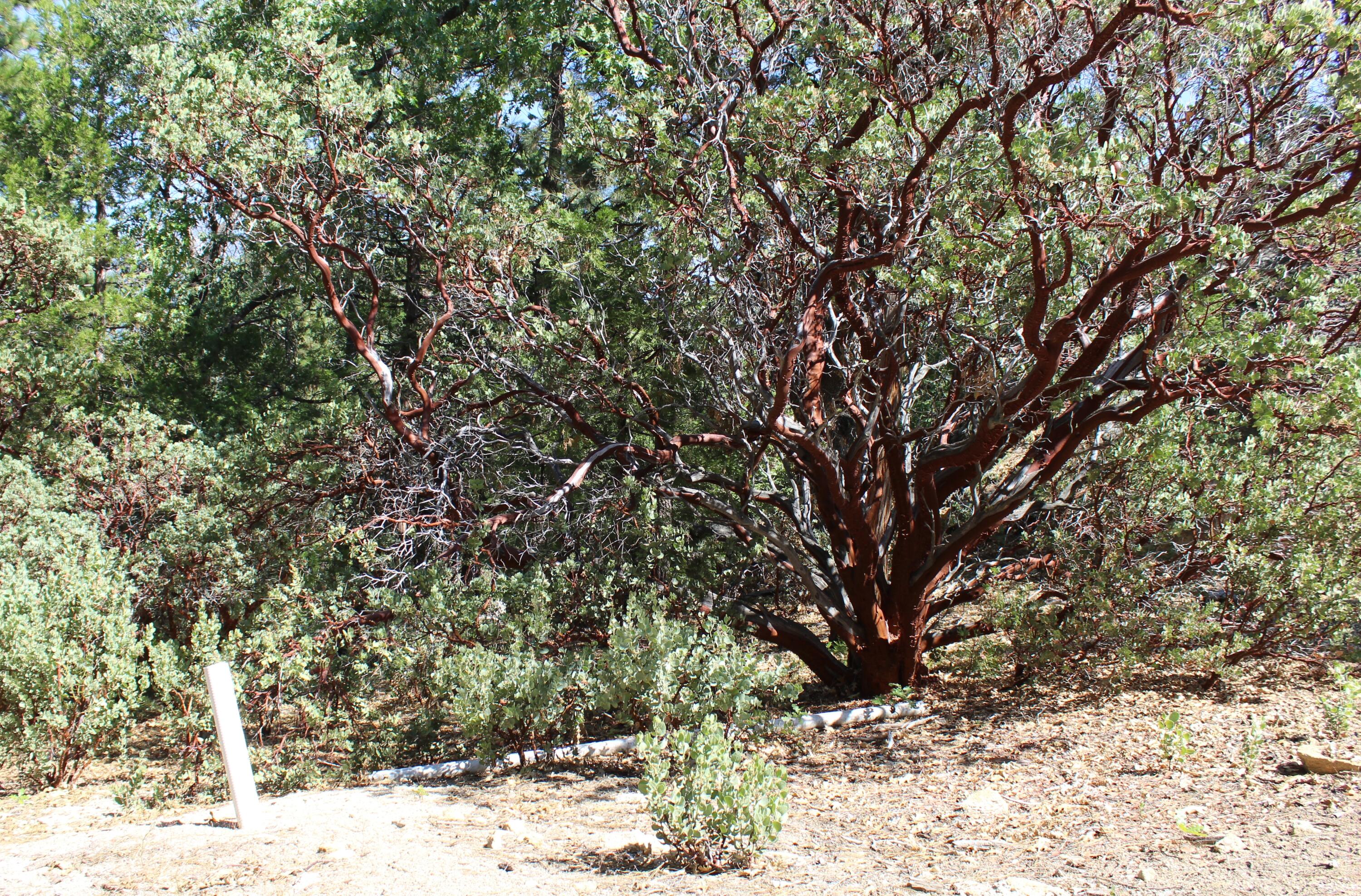 0 Gibbs-Gully Idyllwild, CA 92549 - Photo 16 of 24 17