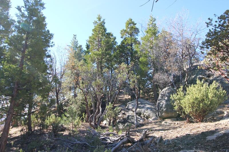 0 Gibbs-Gully Idyllwild, CA 92549 - Photo 5 of 24 05