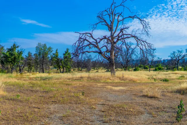 a view of a yard with an tree