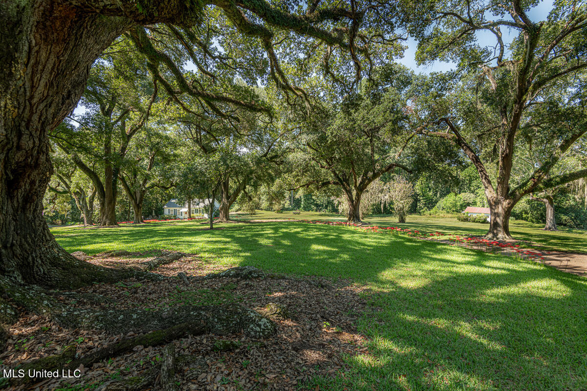 131 Winchester Road Natchez, MS 39120 - Photo 5 of 28 RouthlandUpdate_7403_TreesFlowers_LoRes
