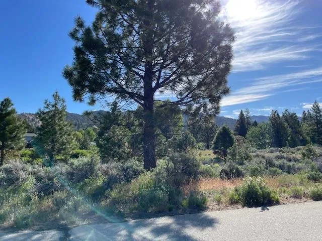 a view of a forest with trees in the background