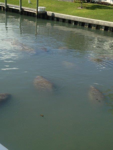 72 Waterway Road Jupiter, FL 33469 - Photo 52 of 57 manatees come up to the dock!