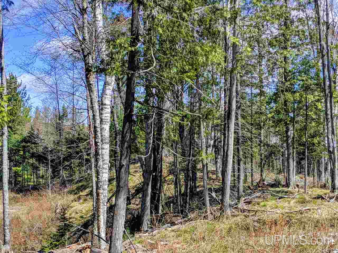 20-acres Ottawa Lake Road Iron River, MI 49935 - Photo 5 of 11