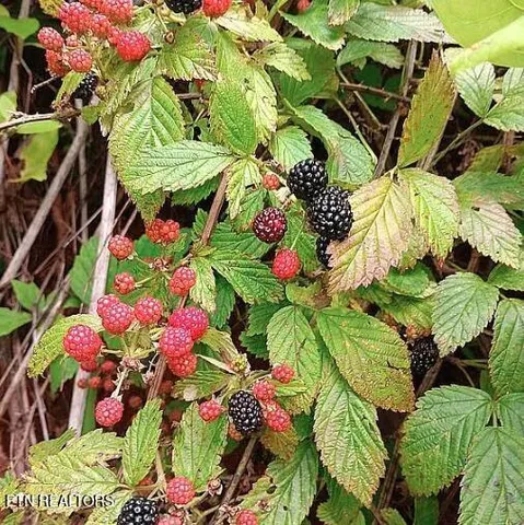 $949,900 | 158-168 County Road 484, Englewood, TN 37329