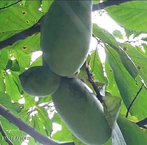 $949,900 | 158-168 County Road 484, Englewood, TN 37329