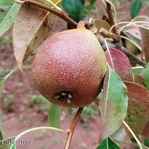 $949,900 | 158-168 County Road 484, Englewood, TN 37329