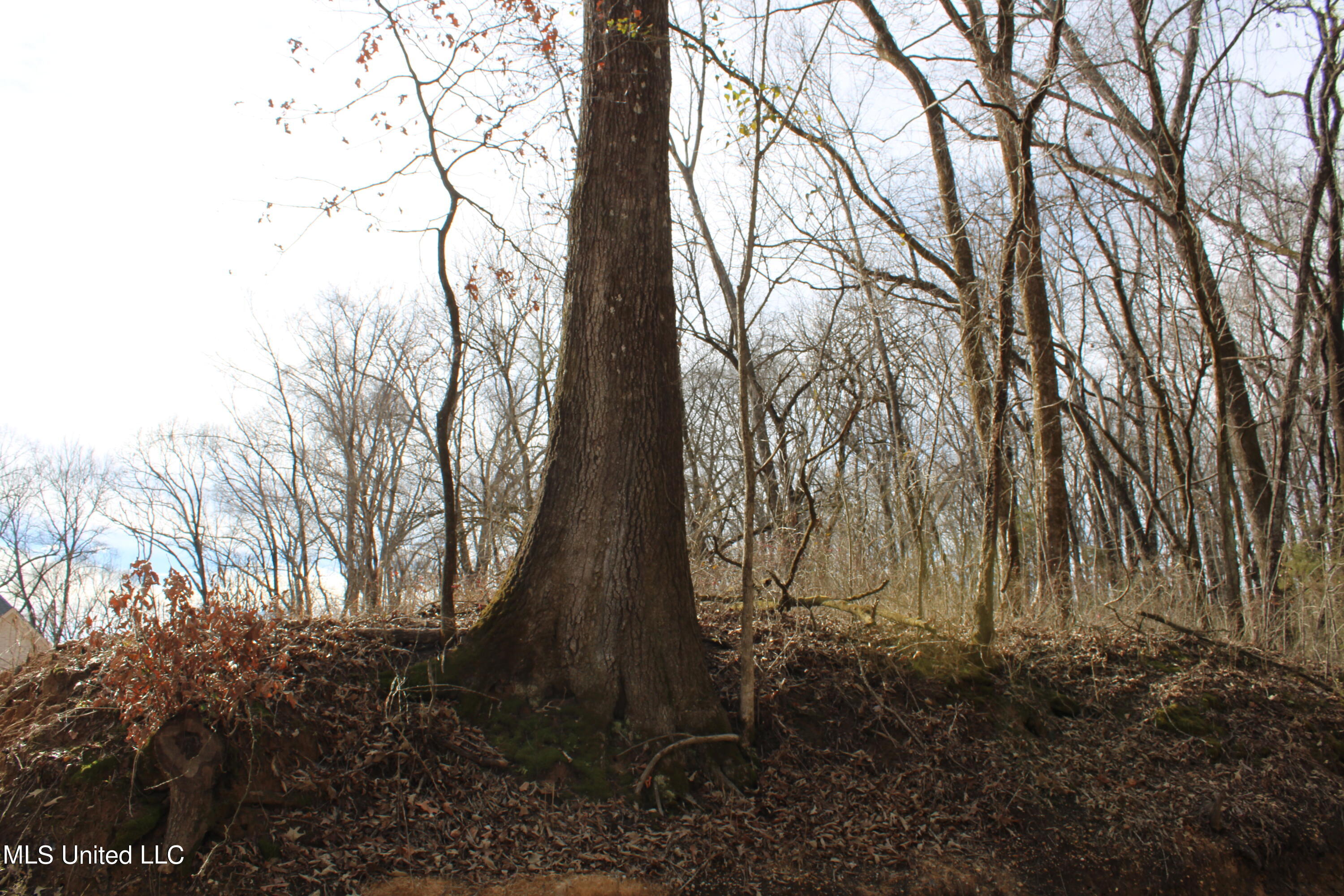 2167 Hogan Road Holly Springs, MS 38635 - Photo 3 of 22 IMG_3066