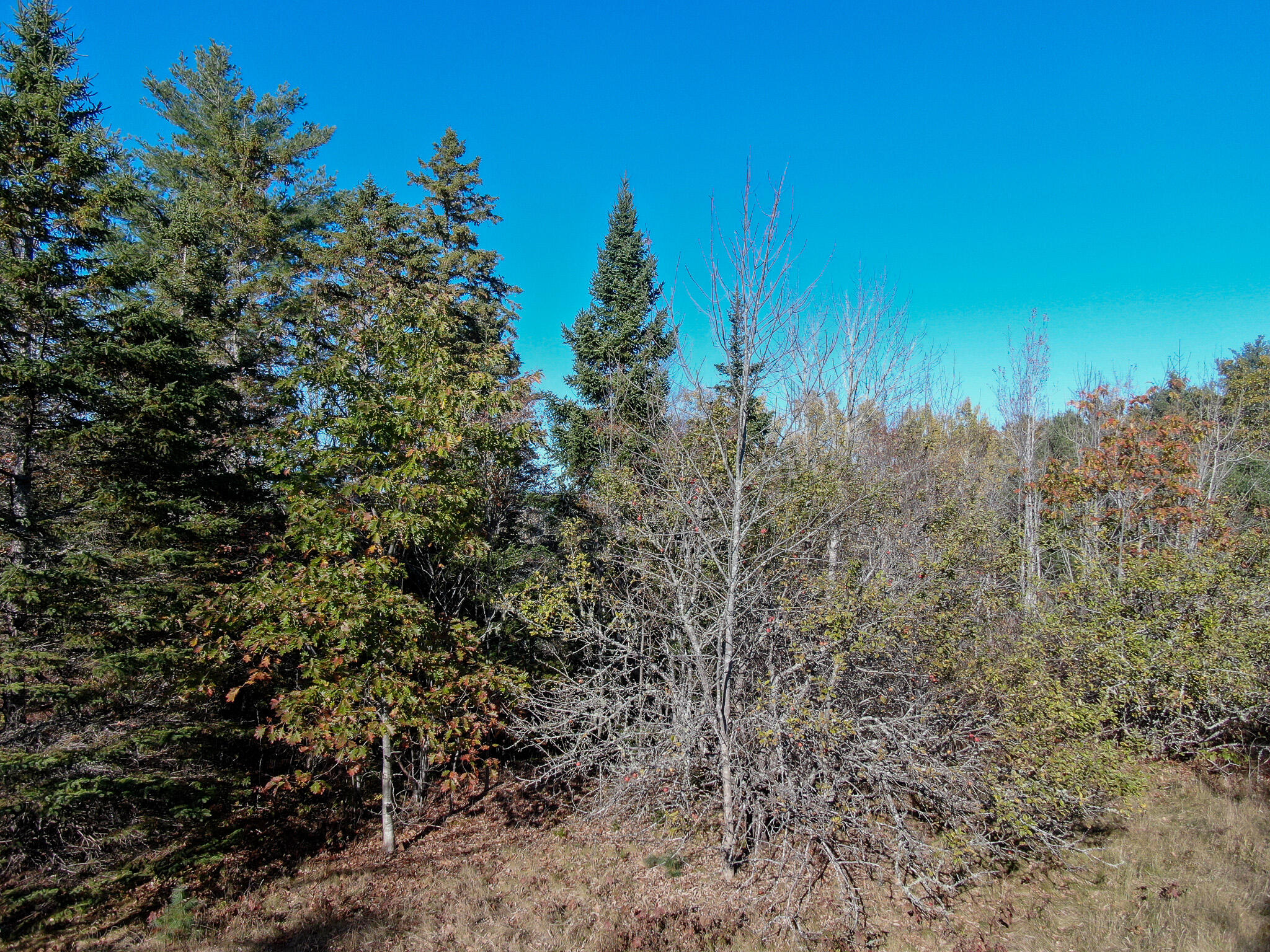 Lot 2.2 Belyea Road Dennysville, ME 04628 - Photo 5 of 20 5