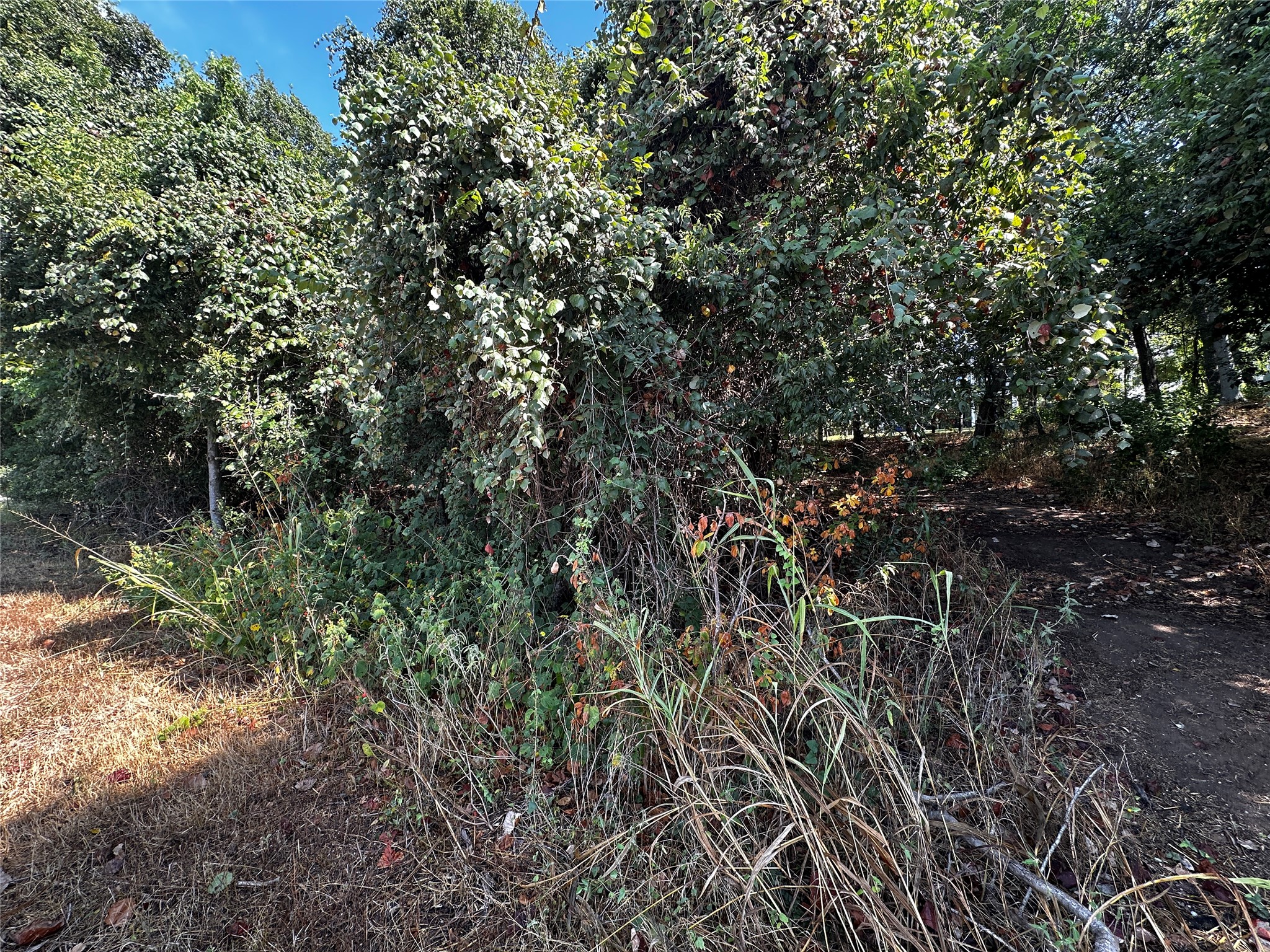 392 Riverside Drive Bastrop, TX 78602 - Photo 5 of 8 Mature trees and native groundcover create a natural privacy buffer on this wooded property.