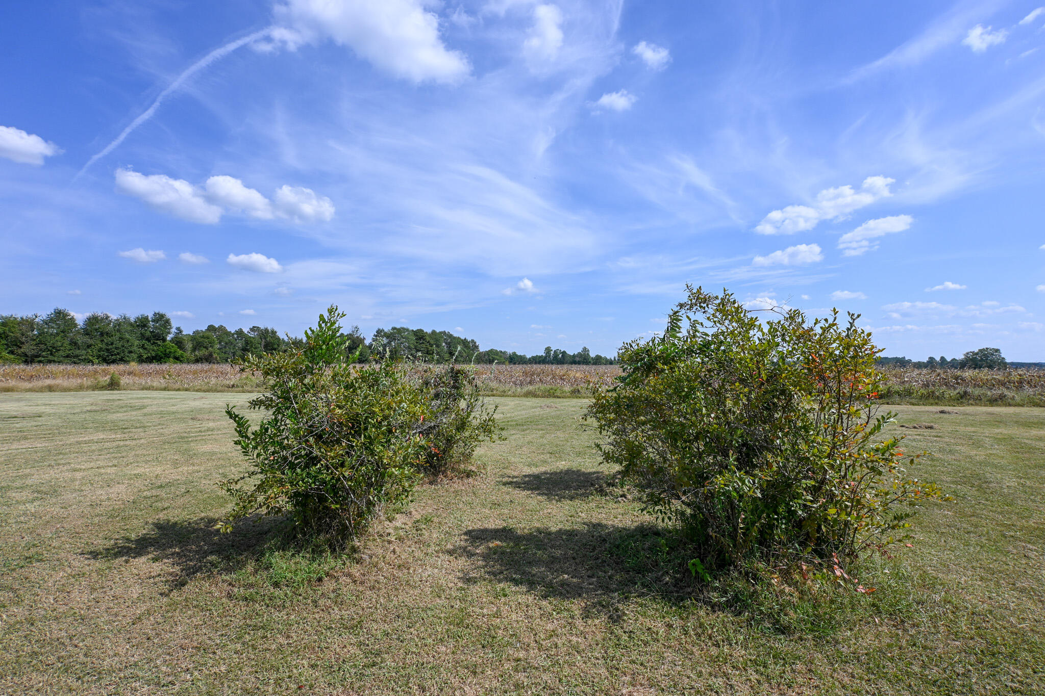 1339 McCreight Road Ridge Spring, SC 29129 - Photo 55 of 62