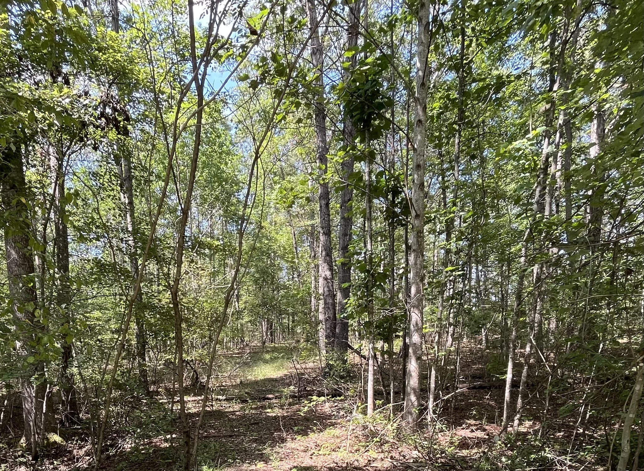 201 Blackberry Farm Road Monteagle, TN 37356 - Photo 3 of 3