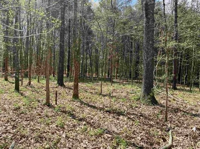 a view of a forest filled with trees