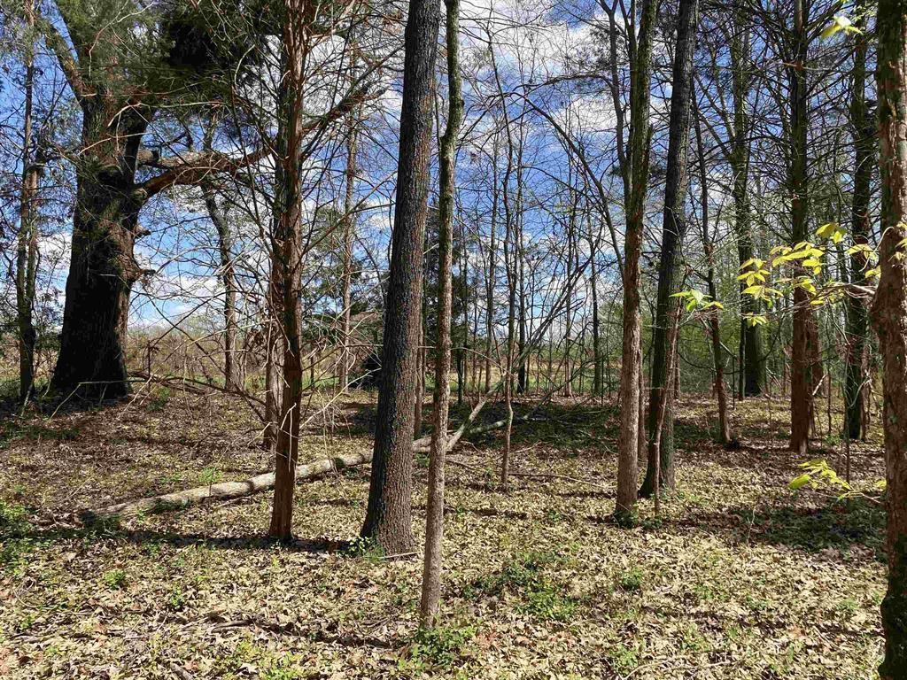 3845 Mebane Road Oakland, TN 38060 - Photo 5 of 9 a view of a forest filled with trees