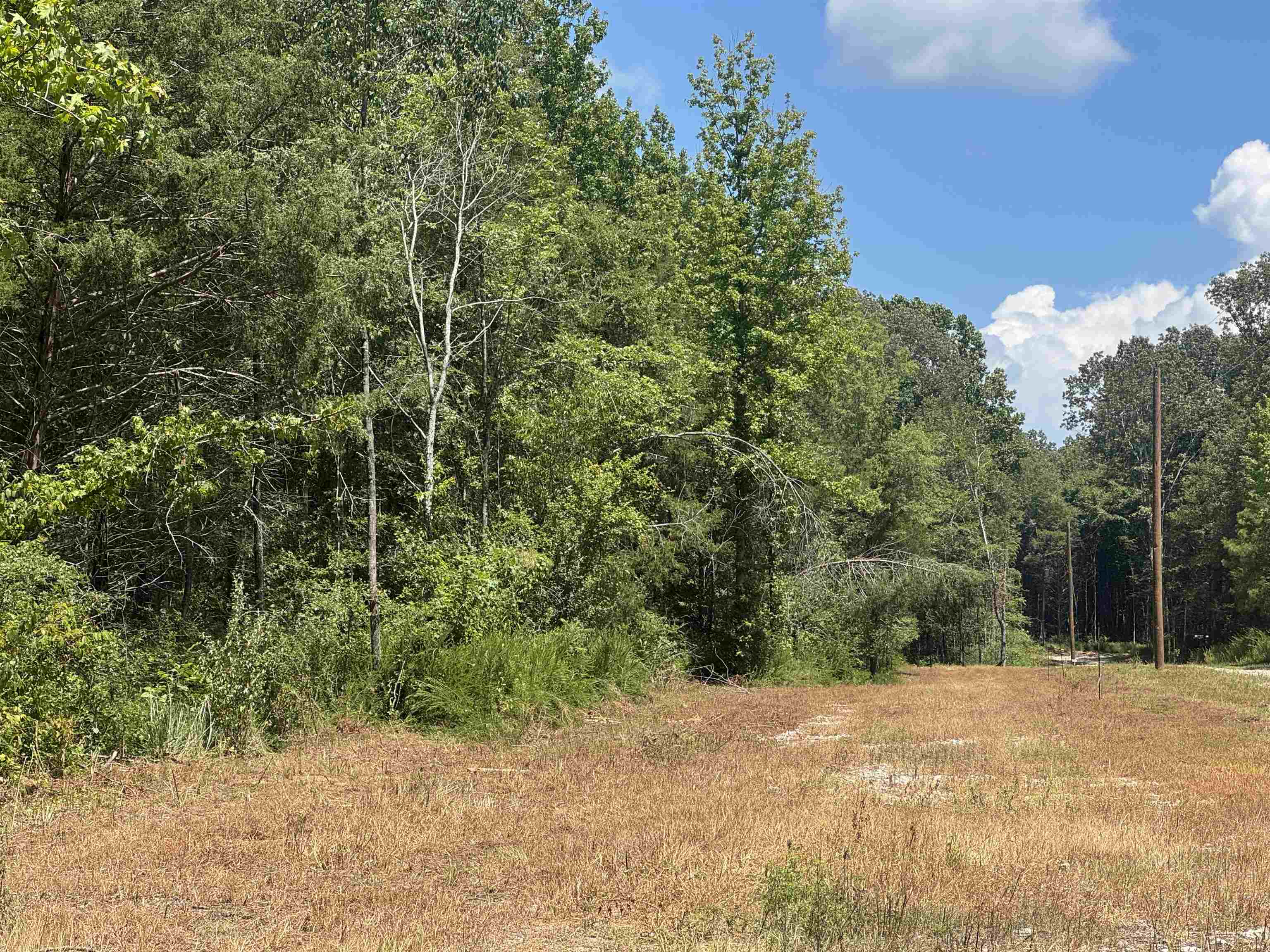 3845 Mebane Road Oakland, TN 38060 - Photo 8 of 9 a view of a yard with plants and trees