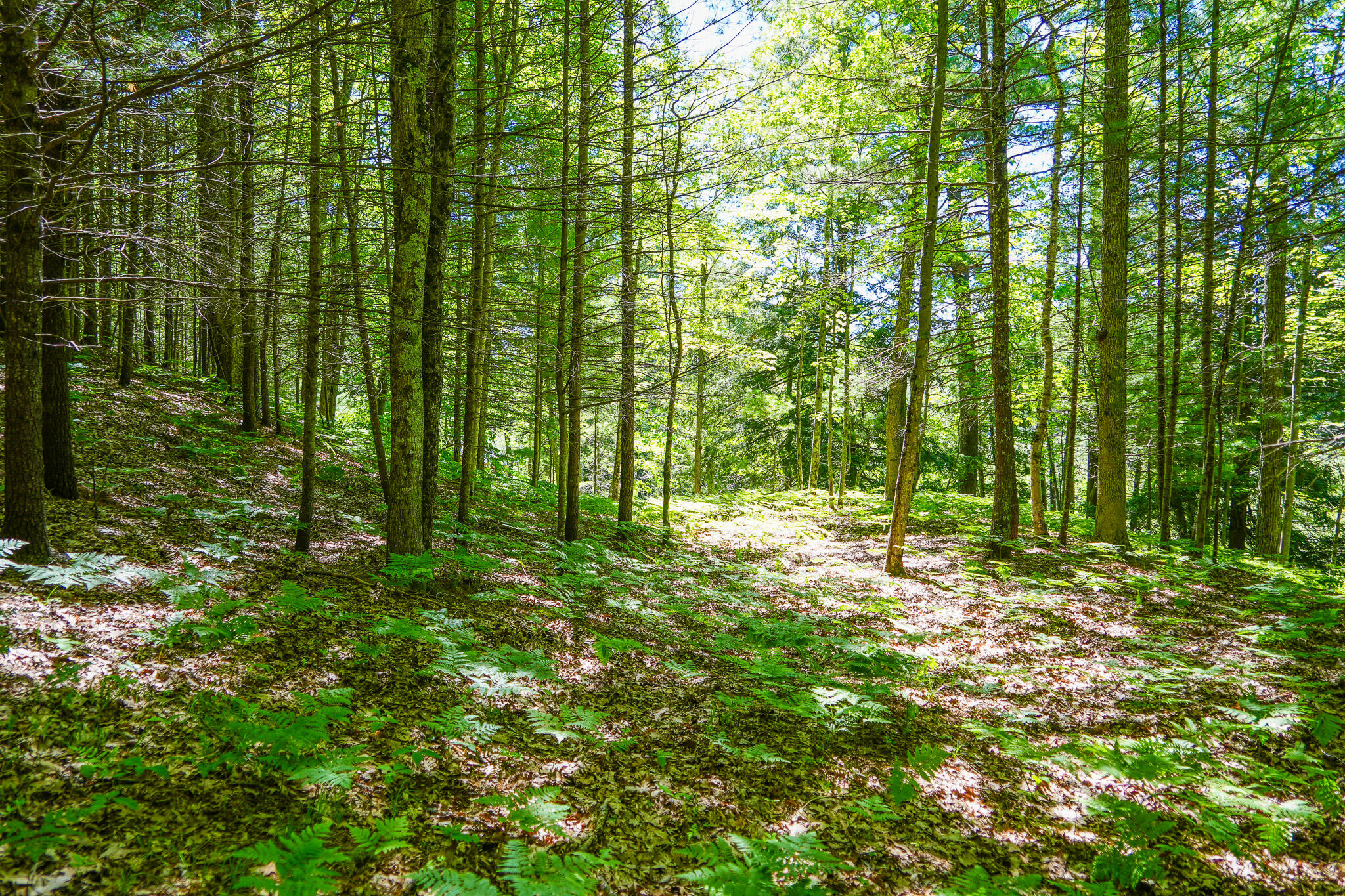 4993 Little River Road Manistee, MI 49660 - Photo 28 of 62 DSC00302