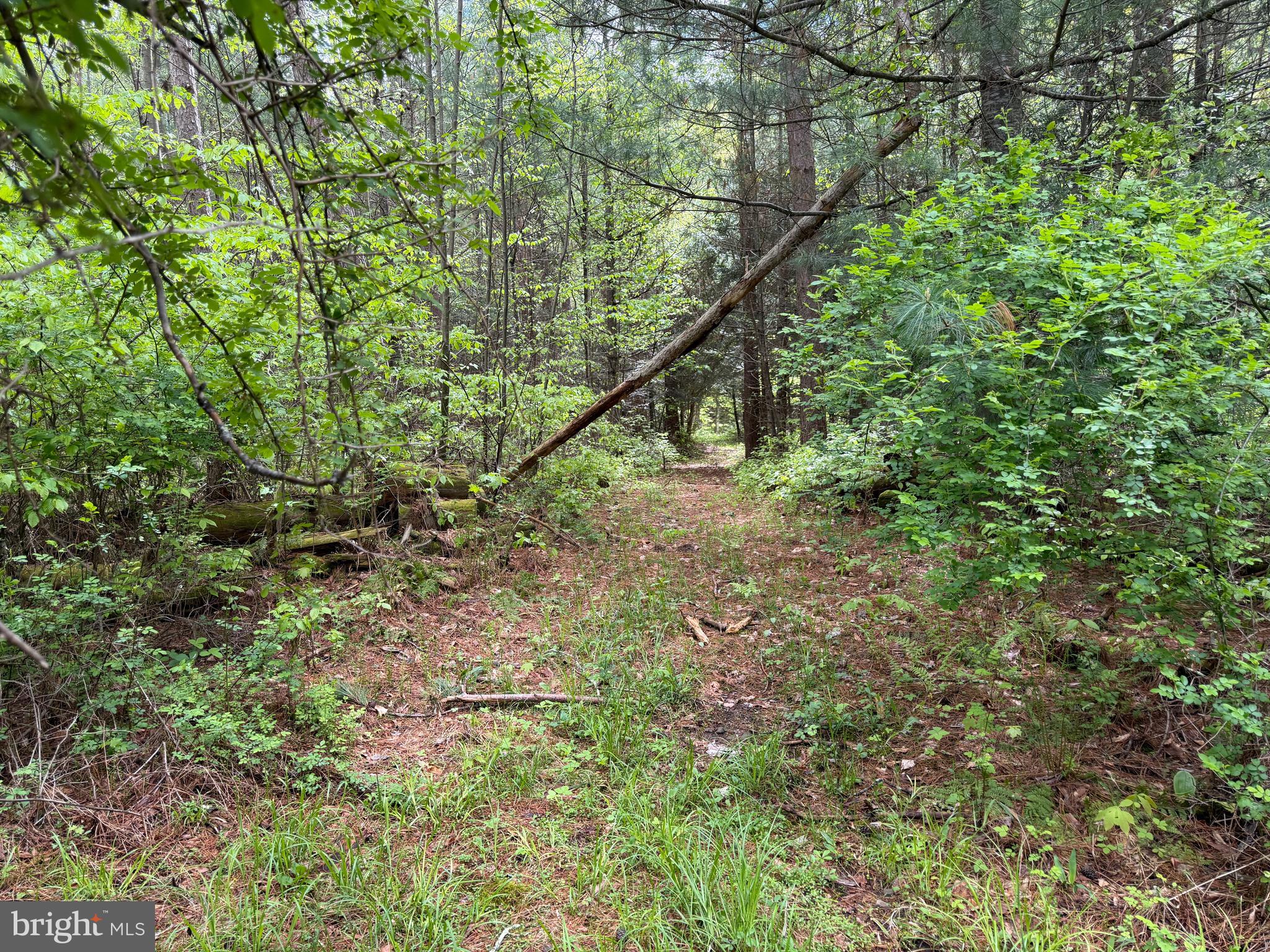 1227 Cross Fork Creek Road Cross Fork, PA 17729 - Photo 66 of 139