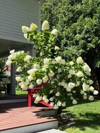 89 Beechwood Road Wellesley, MA 02482 - Photo 31 of 32 a plant view